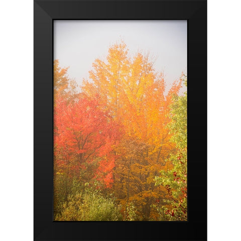 USA-New Hampshire-fall foliage north of Whitefield-along Rt 3 Black Modern Wood Framed Art Print by Jones, Allison