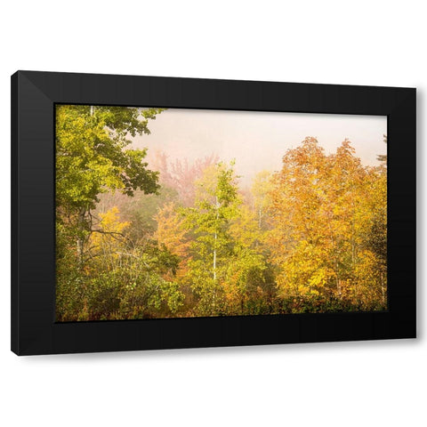 USA-New Hampshire-fall foliage north of Whitefield-along Rt 3 Black Modern Wood Framed Art Print by Jones, Allison