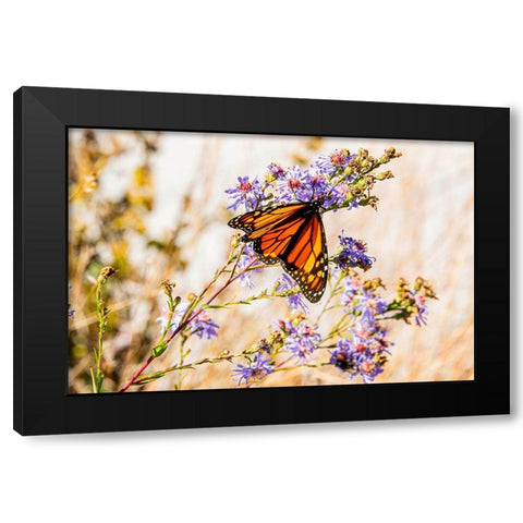 USA-New Hampshire-Bretton Woods-Omni Mount Washington Resort porch-monarch butterfly on aster Black Modern Wood Framed Art Print by Jones, Allison