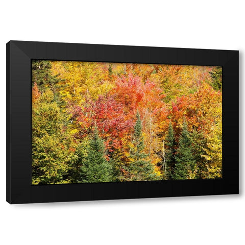USA-New Hampshire-fall foliage Bretton Woods at base of Mount Washington Black Modern Wood Framed Art Print with Double Matting by Jones, Allison