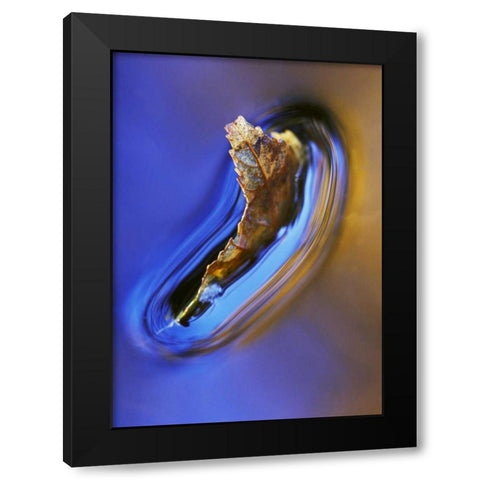NH, Fall leaf floating in stream in reflection Black Modern Wood Framed Art Print by Rotenberg, Nancy