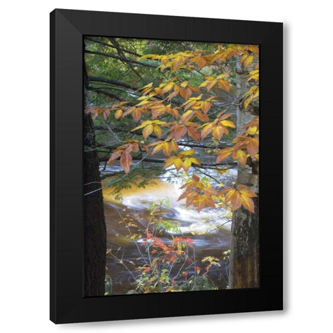 USA, New Hampshire, Stream and fall foliage Black Modern Wood Framed Art Print by Rotenberg, Nancy