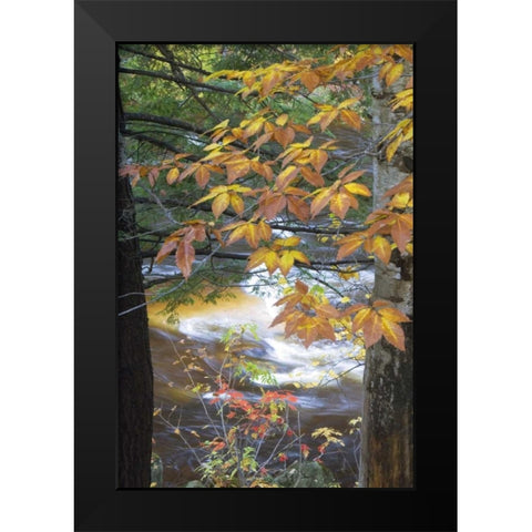 USA, New Hampshire, Stream and fall foliage Black Modern Wood Framed Art Print by Rotenberg, Nancy