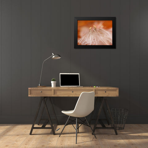 USA, New Hampshire, Seedheads dancing Black Modern Wood Framed Art Print by Rotenberg, Nancy