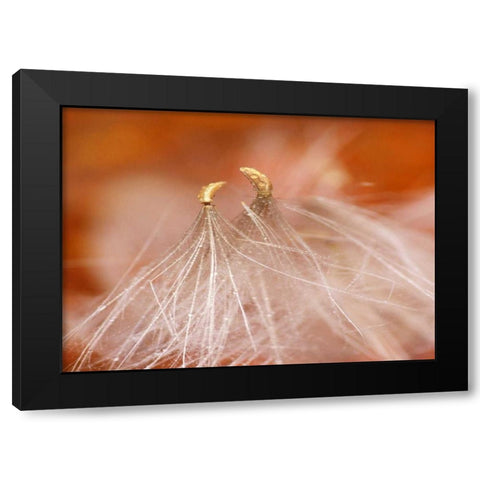 USA, New Hampshire, Seedheads dancing Black Modern Wood Framed Art Print by Rotenberg, Nancy