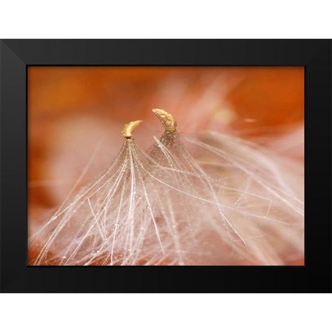 USA, New Hampshire, Seedheads dancing Black Modern Wood Framed Art Print by Rotenberg, Nancy