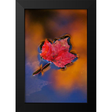 NH, White Mts, Maple Leaf in Fall Reflections Black Modern Wood Framed Art Print by Rotenberg, Nancy
