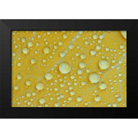 NH, Shelburne Magnified veins on a birch leaf Black Modern Wood Framed Art Print by Clemons, Kathleen