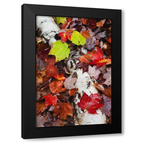 NH, White Mountains Log and fallen maple leaves Black Modern Wood Framed Art Print with Double Matting by Flaherty, Dennis