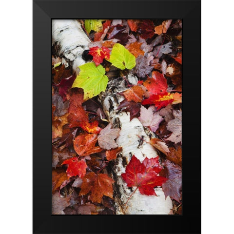 NH, White Mountains Log and fallen maple leaves Black Modern Wood Framed Art Print by Flaherty, Dennis