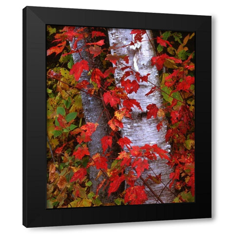 NH, White Mountains Trees in autumn color Black Modern Wood Framed Art Print with Double Matting by Flaherty, Dennis