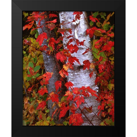 NH, White Mountains Trees in autumn color Black Modern Wood Framed Art Print by Flaherty, Dennis