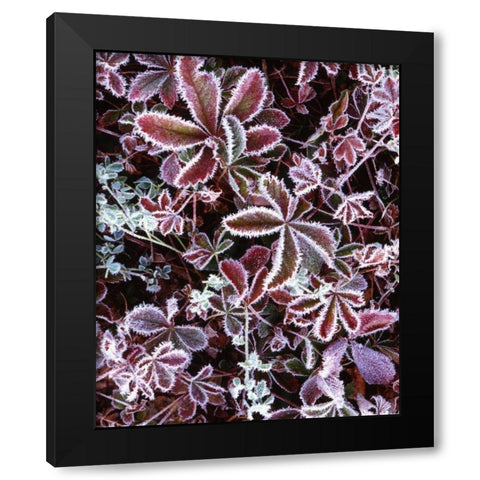 NH, White Mts Detail of frosted berry bushes Black Modern Wood Framed Art Print with Double Matting by Flaherty, Dennis