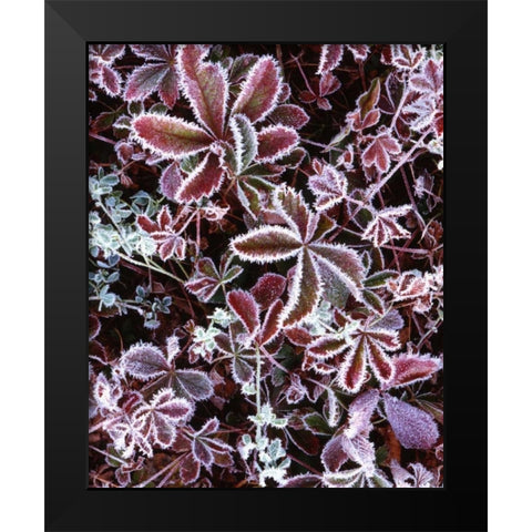 NH, White Mts Detail of frosted berry bushes Black Modern Wood Framed Art Print by Flaherty, Dennis