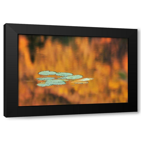 NH, White Mts Lily pads float on pond in autumn Black Modern Wood Framed Art Print by Flaherty, Dennis