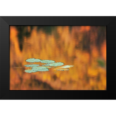 NH, White Mts Lily pads float on pond in autumn Black Modern Wood Framed Art Print by Flaherty, Dennis