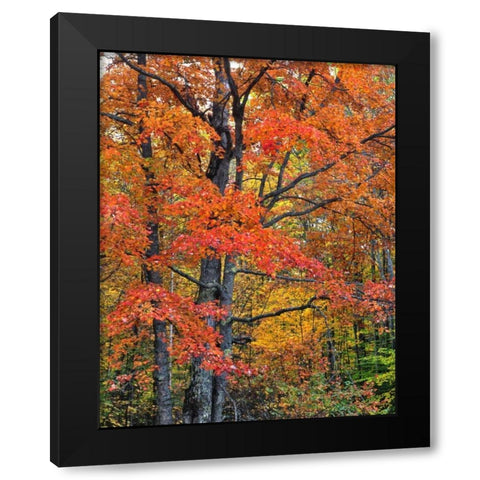 New Hampshire Maple trees in Belknap Mountains Black Modern Wood Framed Art Print with Double Matting by Terrill, Steve