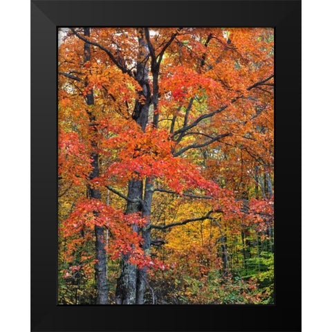 New Hampshire Maple trees in Belknap Mountains Black Modern Wood Framed Art Print by Terrill, Steve