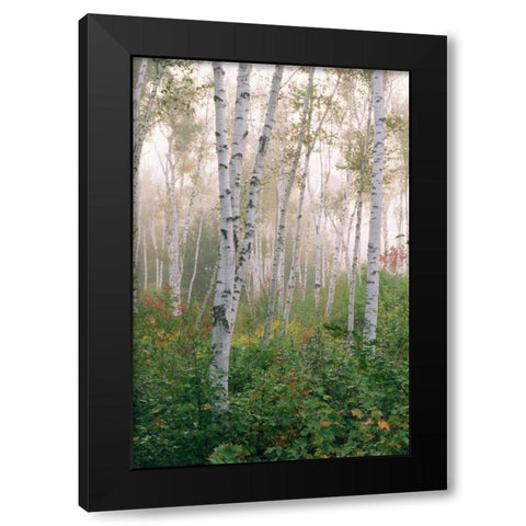 USA, New Hampshire Birch trees in clearing fog Black Modern Wood Framed Art Print by Bush, Marie