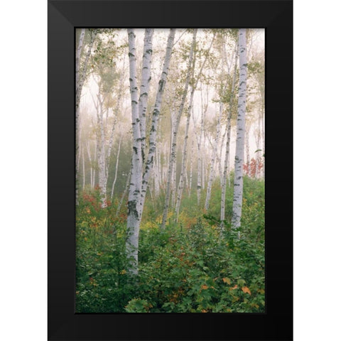 USA, New Hampshire Birch trees in clearing fog Black Modern Wood Framed Art Print by Bush, Marie