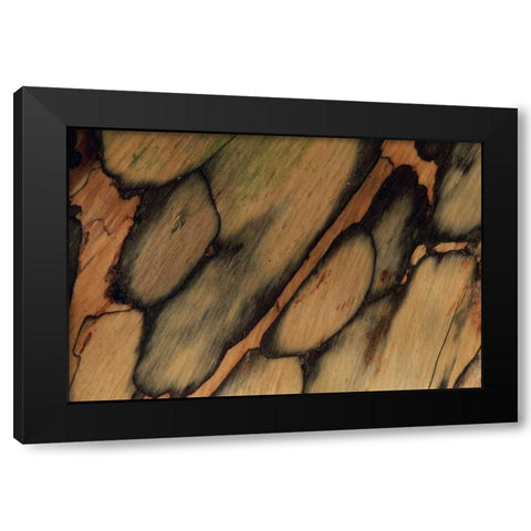 USA, New Hampshire Tree bark pattern Black Modern Wood Framed Art Print with Double Matting by Bush, Marie
