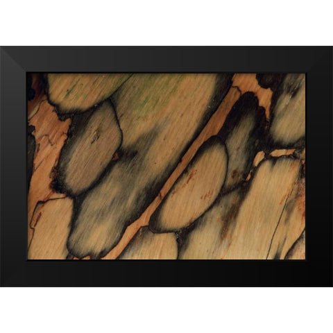USA, New Hampshire Tree bark pattern Black Modern Wood Framed Art Print by Bush, Marie