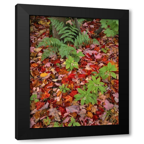 NH, White Mountain NF Leaves on forest floor Black Modern Wood Framed Art Print by Terrill, Steve