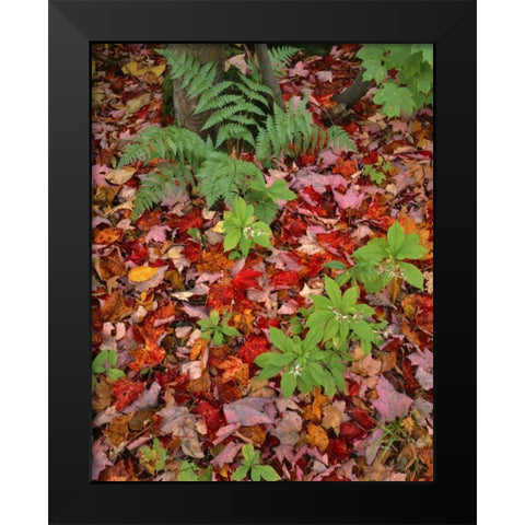 NH, White Mountain NF Leaves on forest floor Black Modern Wood Framed Art Print by Terrill, Steve