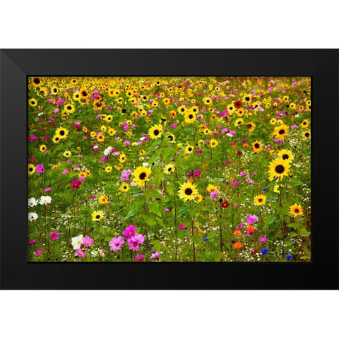 USA-New Hampshire meridian planted with sunflowers and cosmos flowers along Interstate 95 Black Modern Wood Framed Art Print by Gulin, Sylvia