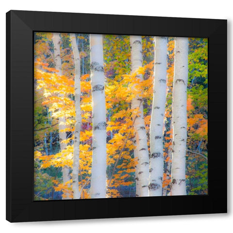 USA-New Hampshire-Franconia-Autumn Colors surrounding group of White Birch tree trunks Black Modern Wood Framed Art Print by Gulin, Sylvia
