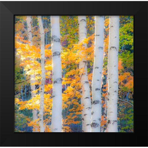 USA-New Hampshire-Franconia-Autumn Colors surrounding group of White Birch tree trunks Black Modern Wood Framed Art Print by Gulin, Sylvia