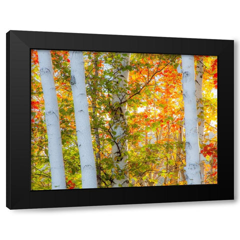 USA-New Hampshire-Franconia-Autumn Colors surrounding group of White Birch tree trunks Black Modern Wood Framed Art Print by Gulin, Sylvia
