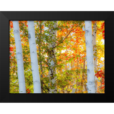 USA-New Hampshire-Franconia-Autumn Colors surrounding group of White Birch tree trunks Black Modern Wood Framed Art Print by Gulin, Sylvia