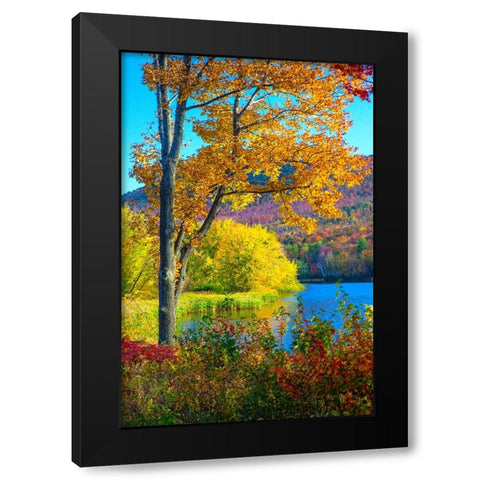 USA-New Hampshire-Franconia-small lake surrounded by Fall color of Maple-White Birch-and American B Black Modern Wood Framed Art Print by Gulin, Sylvia