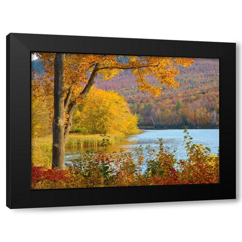 USA-New Hampshire-Franconia-small lake surrounded by Fall color of Maple-White Birch-and American B Black Modern Wood Framed Art Print with Double Matting by Gulin, Sylvia