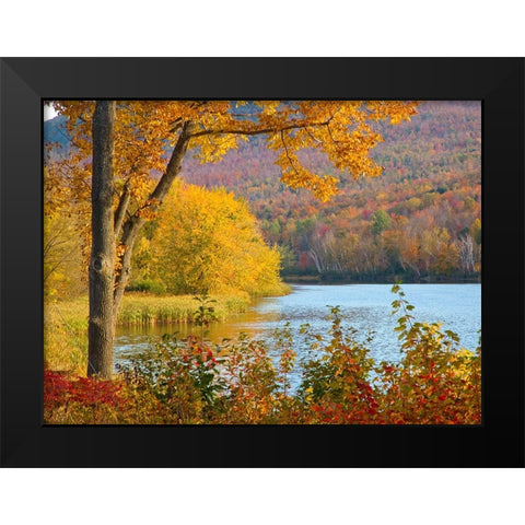USA-New Hampshire-Franconia-small lake surrounded by Fall color of Maple-White Birch-and American B Black Modern Wood Framed Art Print by Gulin, Sylvia