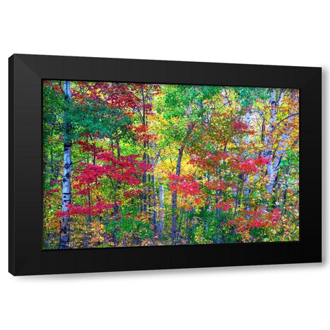 USA-New Hampshire-Gorham-Fall colors with grove of White Birch and Maple trees Black Modern Wood Framed Art Print by Gulin, Sylvia