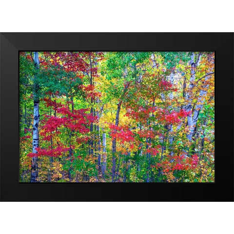USA-New Hampshire-Gorham-Fall colors with grove of White Birch and Maple trees Black Modern Wood Framed Art Print by Gulin, Sylvia