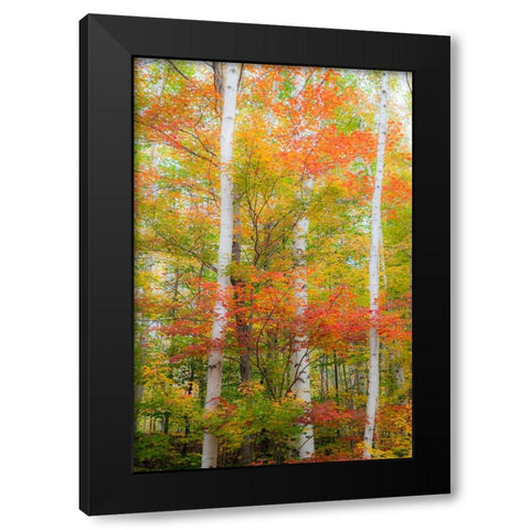 USA-New Hampshire-Gorham-White Birch tree trunks surrounded by Fall colors from Maple-Beech and Bir Black Modern Wood Framed Art Print by Gulin, Sylvia