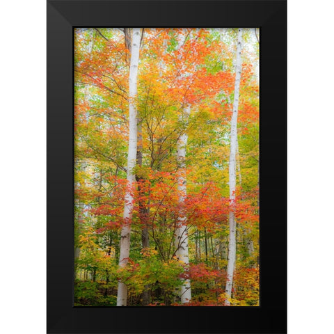 USA-New Hampshire-Gorham-White Birch tree trunks surrounded by Fall colors from Maple-Beech and Bir Black Modern Wood Framed Art Print by Gulin, Sylvia
