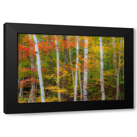 USA-New Hampshire-Gorham-White Birch tree trunks surrounded by Fall colors from Maple-Beech and Bir Black Modern Wood Framed Art Print by Gulin, Sylvia