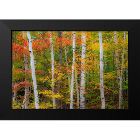 USA-New Hampshire-Gorham-White Birch tree trunks surrounded by Fall colors from Maple-Beech and Bir Black Modern Wood Framed Art Print by Gulin, Sylvia