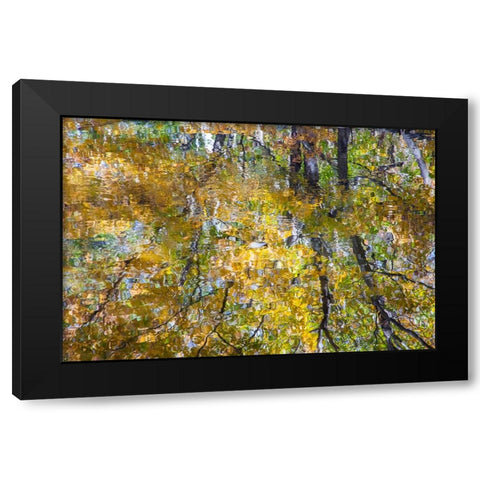 USA-New Hampshire-Gorham Autumn colors reflected in small pond Black Modern Wood Framed Art Print with Double Matting by Gulin, Sylvia