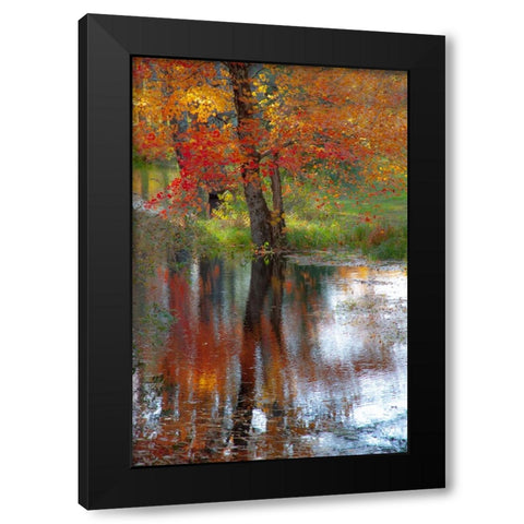 USA-New Hampshire-Jackson-Autumn in New England with Fall Color of Maple Tree reflected in small po Black Modern Wood Framed Art Print by Gulin, Sylvia