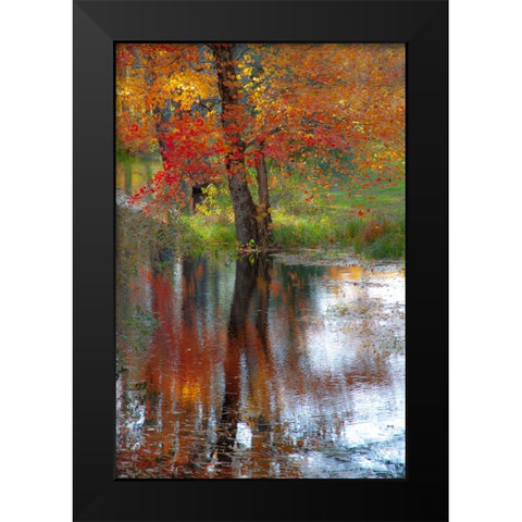 USA-New Hampshire-Jackson-Autumn in New England with Fall Color of Maple Tree reflected in small po Black Modern Wood Framed Art Print by Gulin, Sylvia