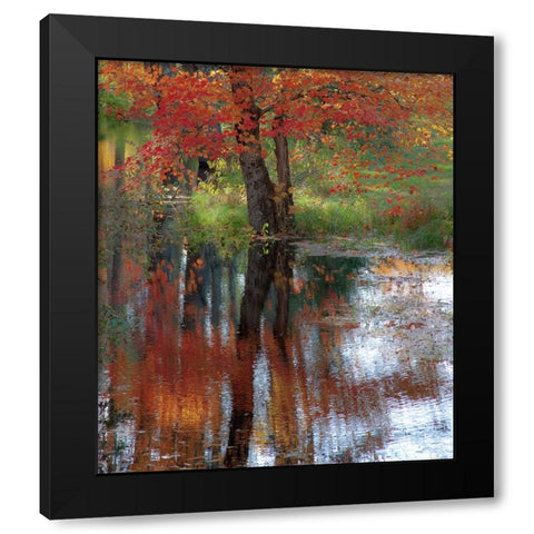 USA-New Hampshire-Jackson-Autumn in New England with Fall Color of Maple Tree reflected in small po Black Modern Wood Framed Art Print with Double Matting by Gulin, Sylvia
