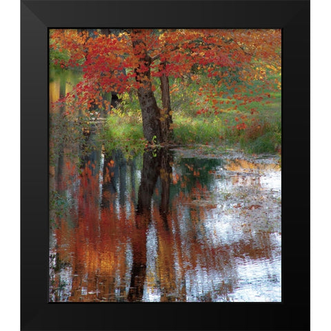 USA-New Hampshire-Jackson-Autumn in New England with Fall Color of Maple Tree reflected in small po Black Modern Wood Framed Art Print by Gulin, Sylvia