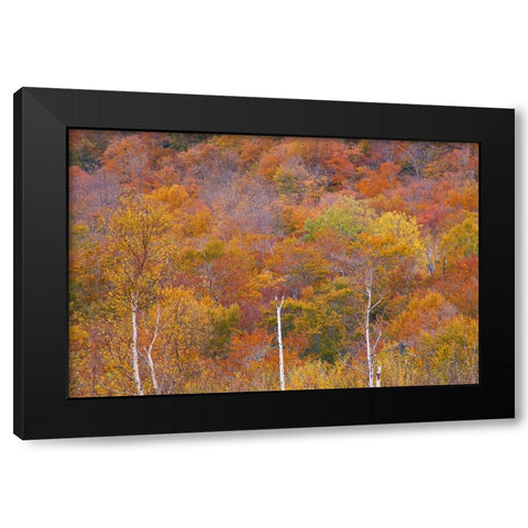 USA-New Hampshire-New England Fall colors on hillsides along highway 16 north of Jackson Black Modern Wood Framed Art Print by Gulin, Sylvia