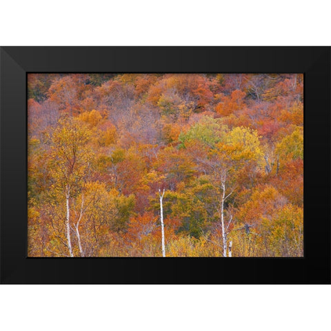 USA-New Hampshire-New England Fall colors on hillsides along highway 16 north of Jackson Black Modern Wood Framed Art Print by Gulin, Sylvia