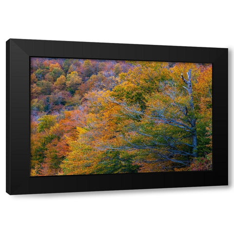 USA-New Hampshire-New England Fall colors on hillsides along highway 16 north of Jackson Black Modern Wood Framed Art Print with Double Matting by Gulin, Sylvia